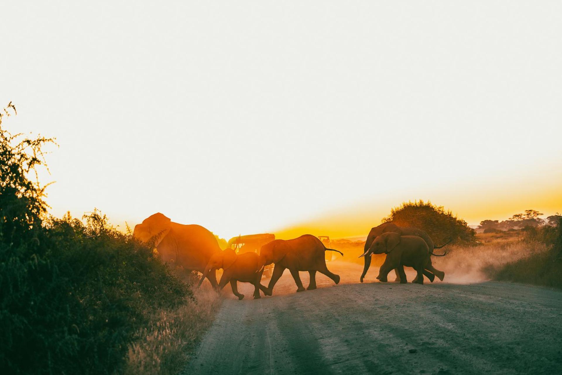 Camp David-amboseli * Oloitokitok