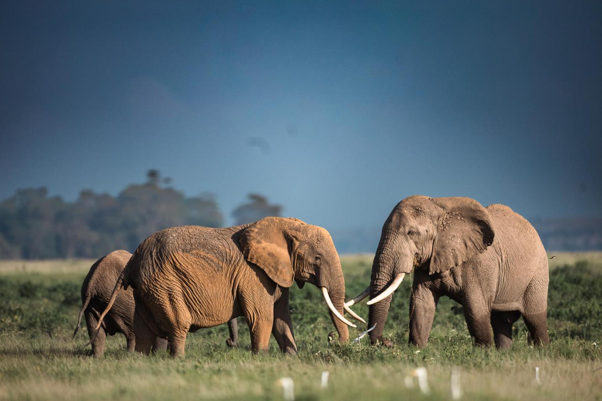 Camp David-amboseli Campingplatz Oloitokitok