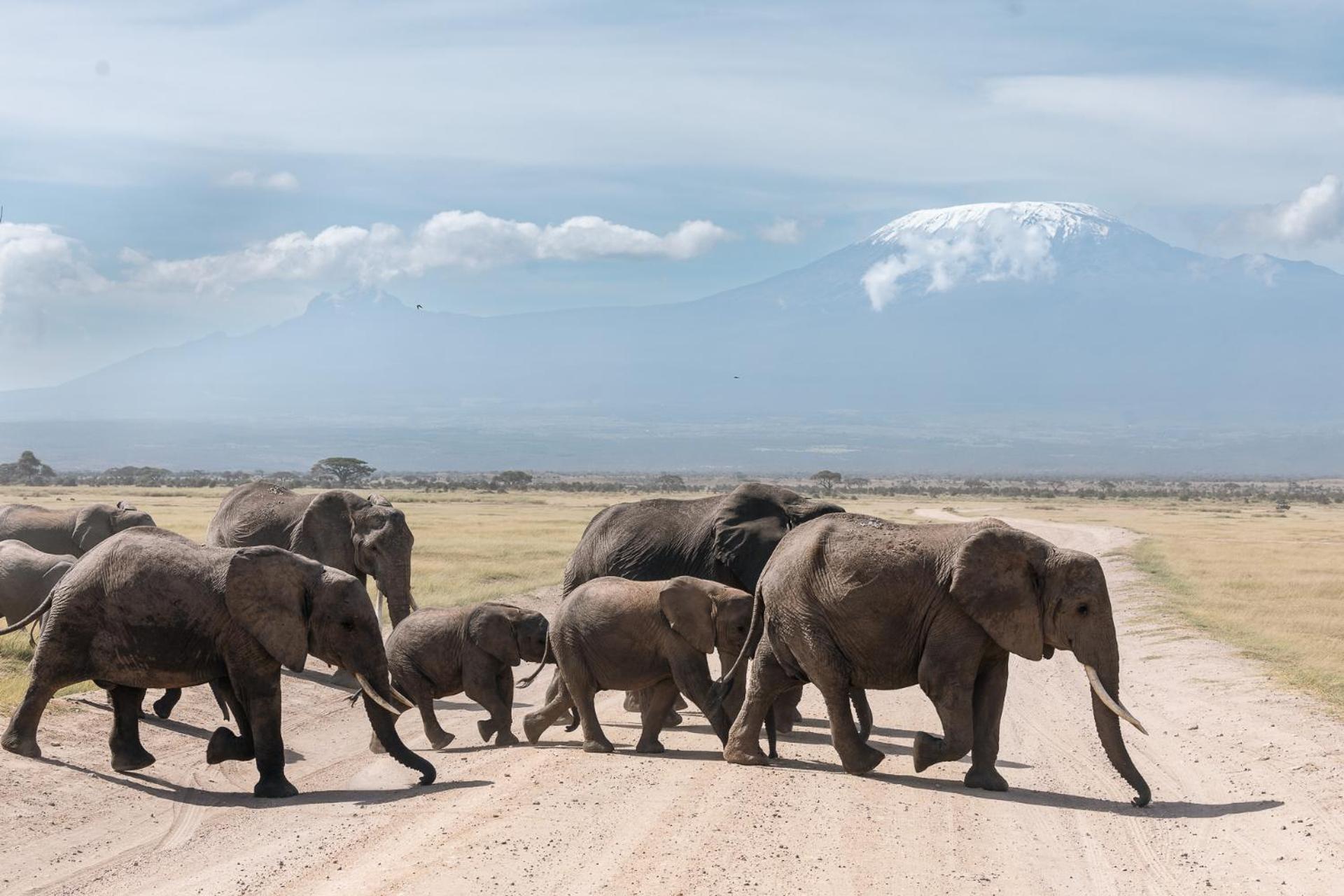 Campingplatz Camp David-amboseli