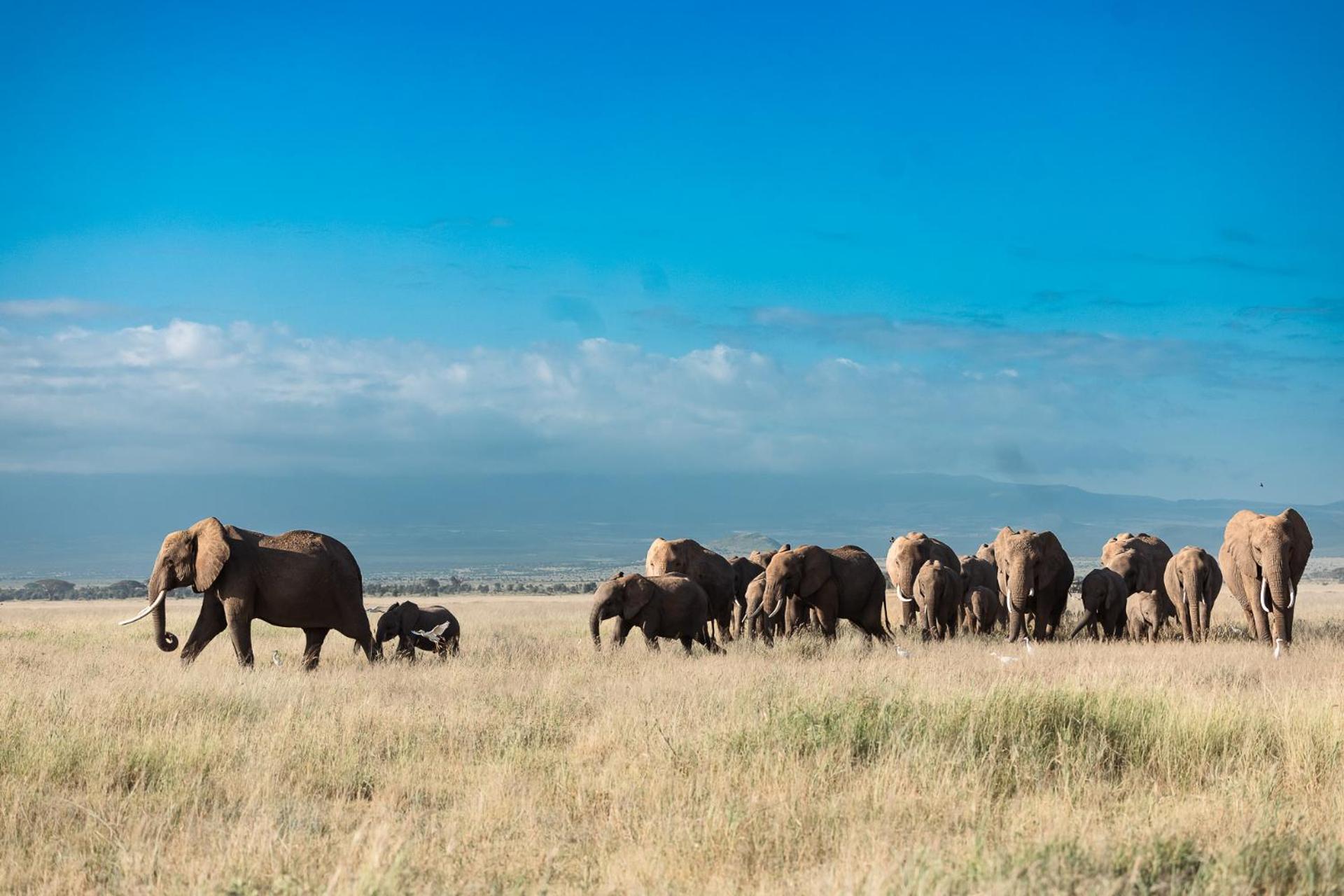 Camp David-amboseli *
